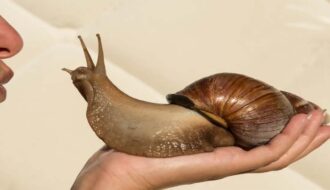 large African land snails