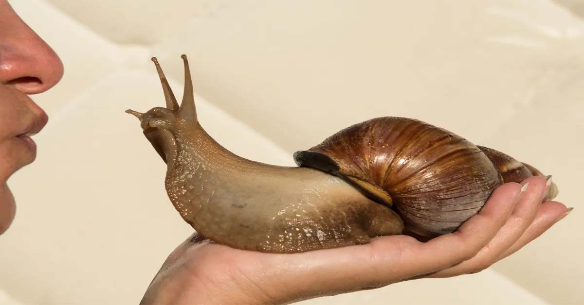 large African land snails