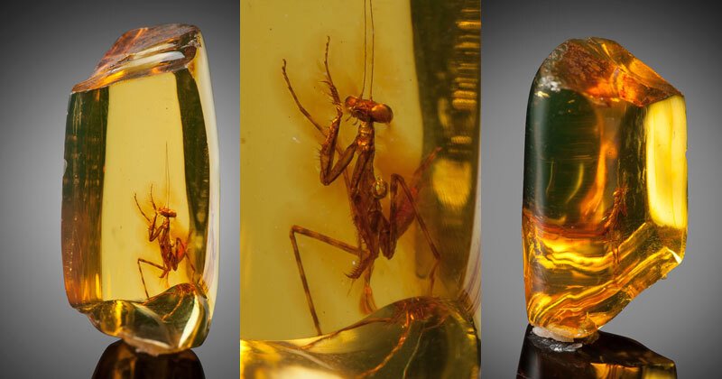 Praying Mantis in Amber