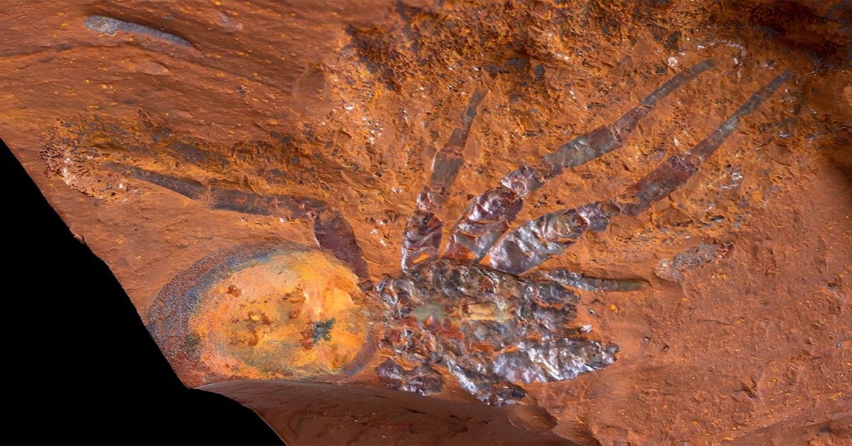 15-Million-Year-Old Spider Fossil