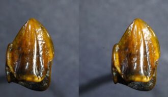 Fossilized teeth