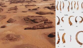 Animal Bones And Human Remains in Arabia