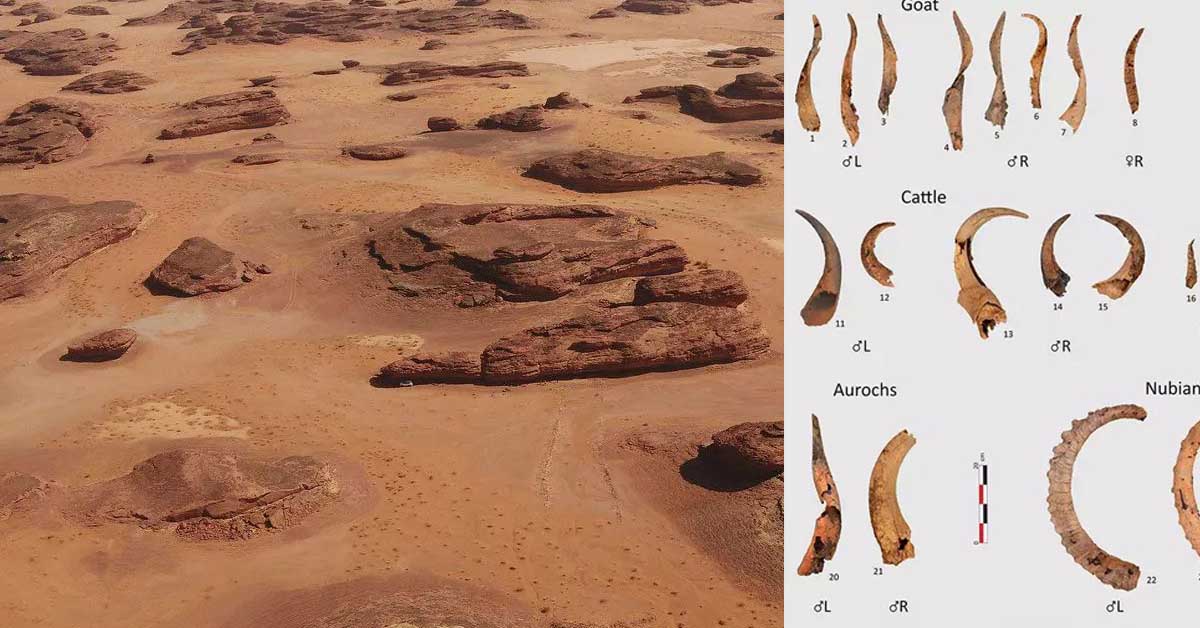 Animal Bones And Human Remains in Arabia