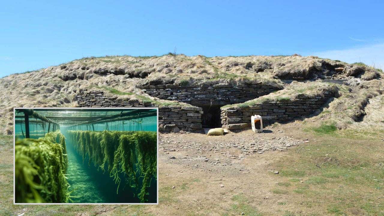 Ancient Europeans Ate Seaweed