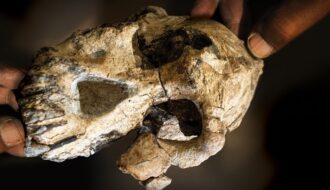 a-3-8-million-year-old-skull-reveals-lucys-ancestors