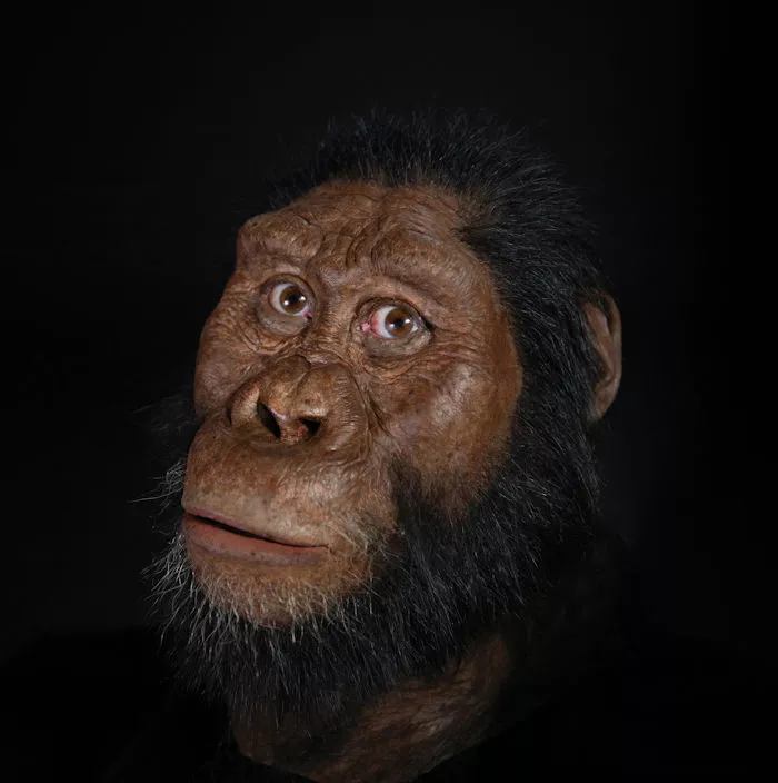 A 3.8-million-year-old skull reveals the face of Lucy’s possible ancestors - archaeologyworldnews.com