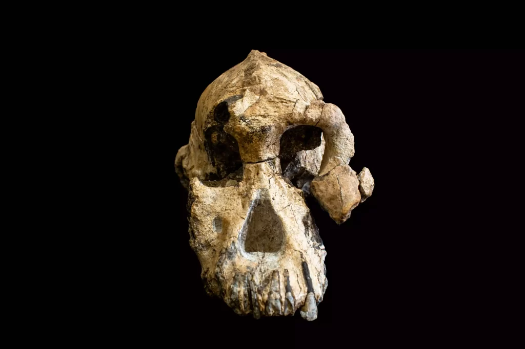 A 3.8-million-year-old skull reveals the face of Lucy’s possible ancestors - archaeologyworldnews.com