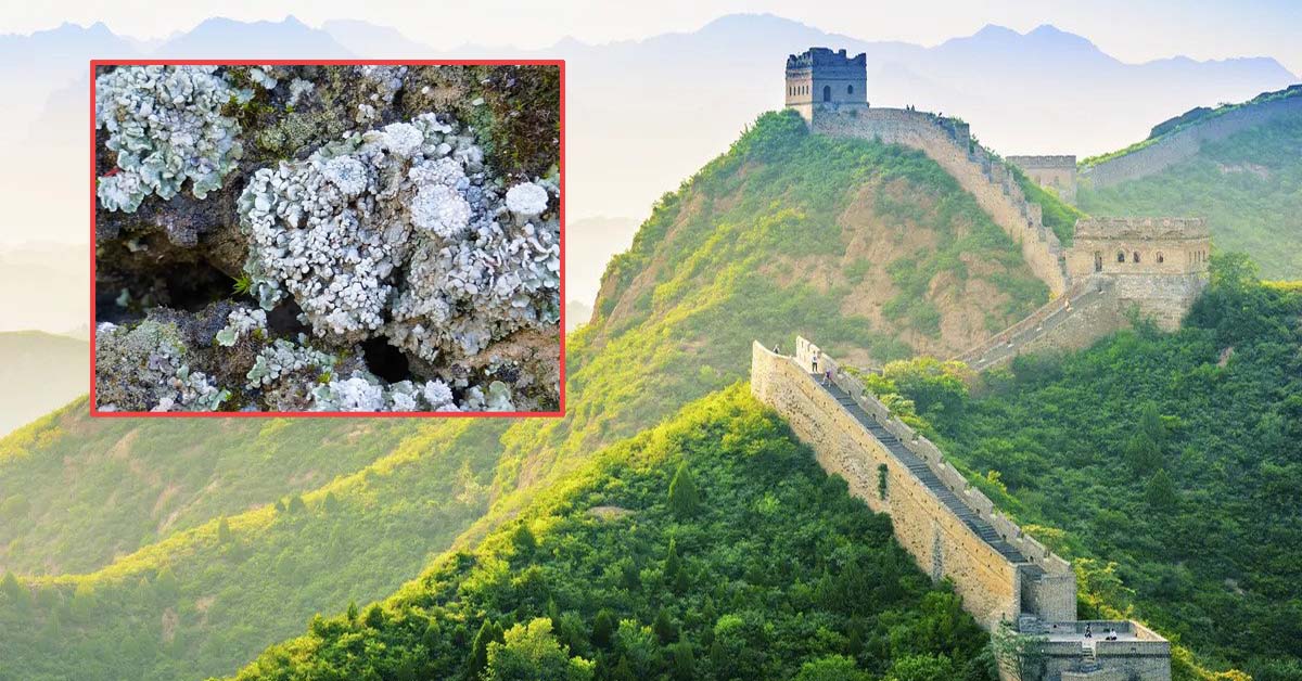 Biocrusts on Great Wall of China