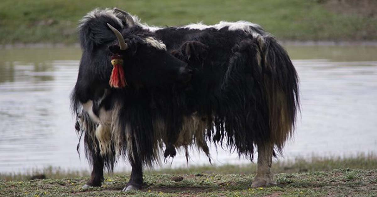 Earliest evidence for domestic yak