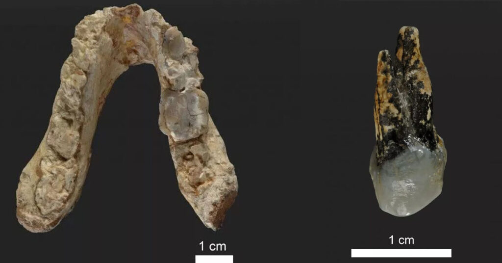 7.2-million-year-old pre-human fossils challenge modern human evolution ...