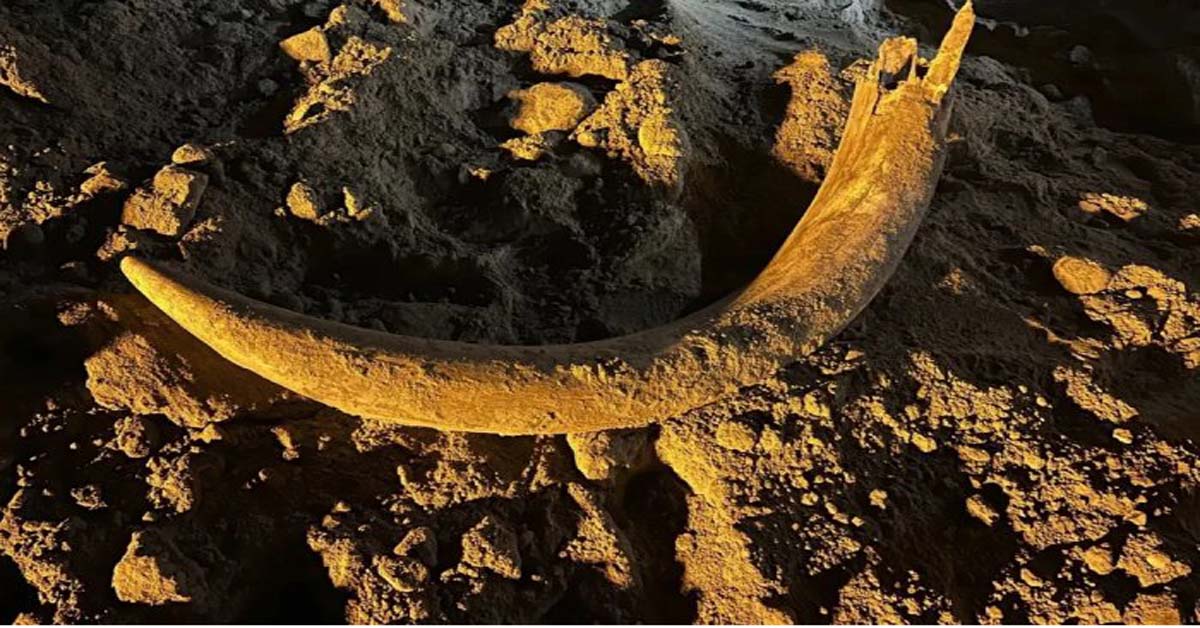 large-mammoth-tusk-bones-discovery-north-dakota