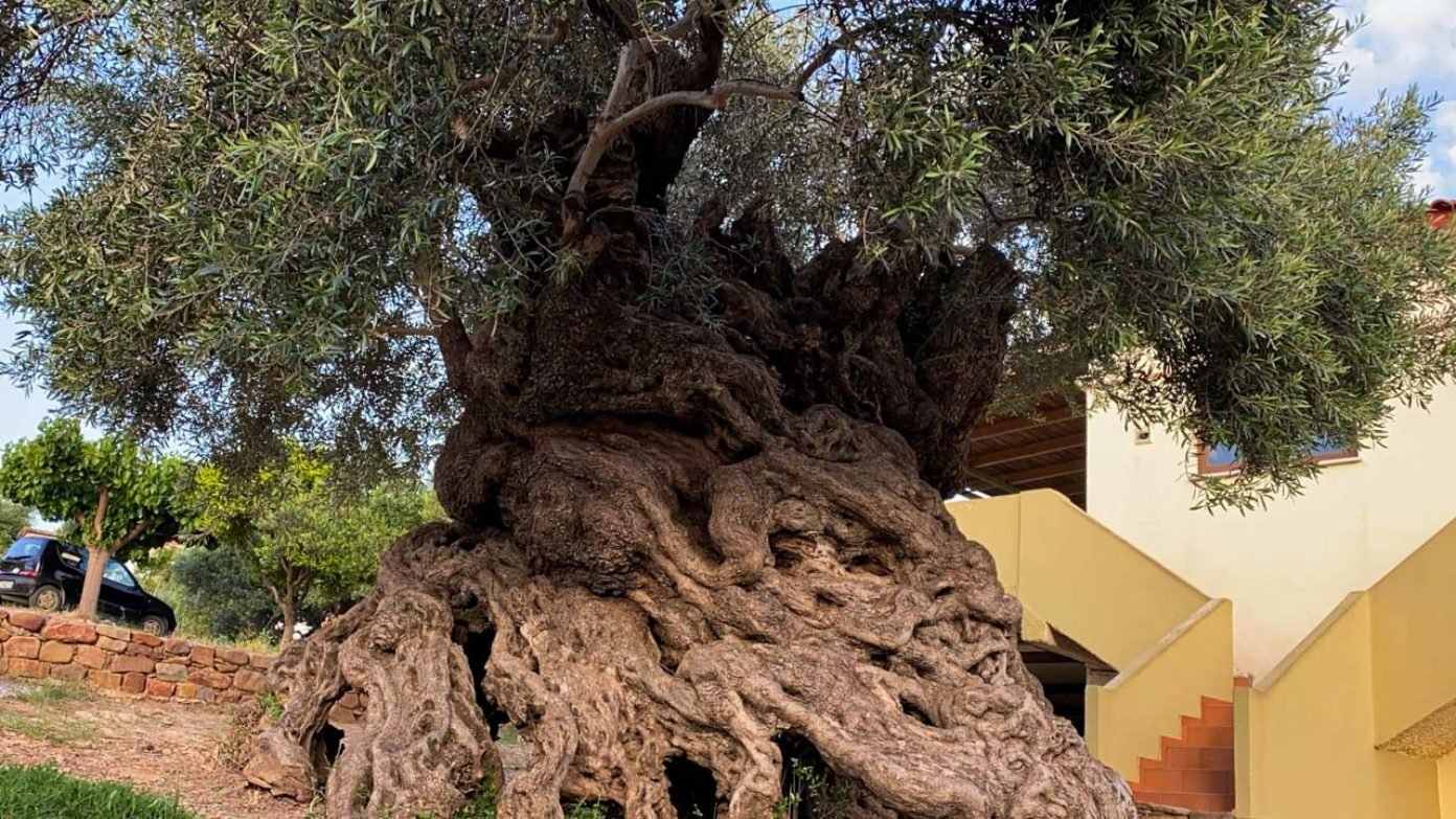 Greek Olive Tree