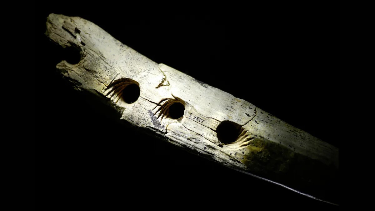 Woolly Mammoth Tusk