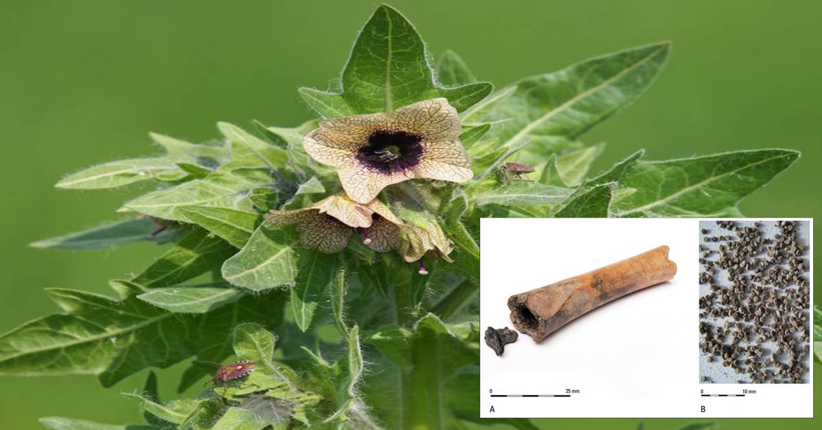 Poisonous Black Henbane Plant